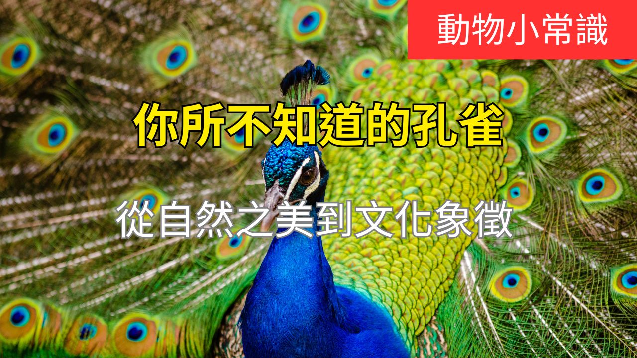 你所不知道的孔雀:從自然之美到文化象徵