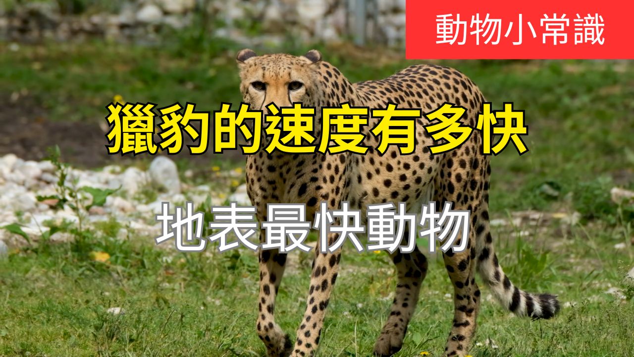 獵豹：大自然的速度之王