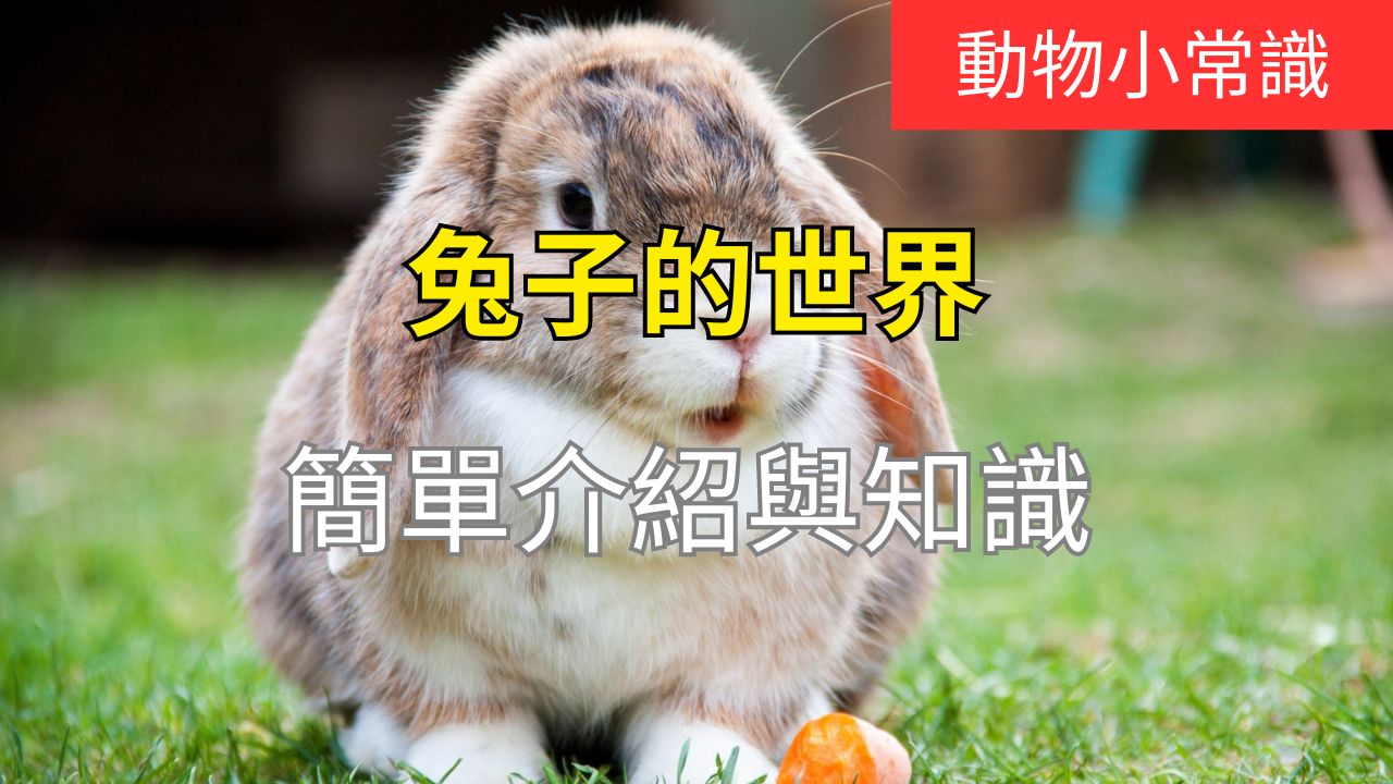兔子的世界：簡單介紹與知識